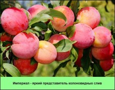 kolonovidnaja-sliva-imperial