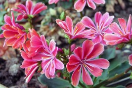 Что посадить на альпийской горке фото