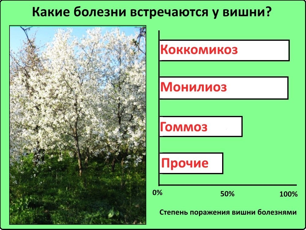 Заболевания вишни Какие болезни встречаются у вишни