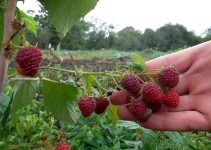 Малина ремонтантная фото