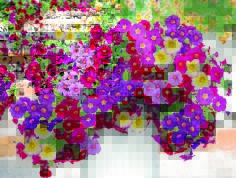 Петуния когда сажать рассаду