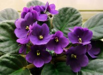 Сенполия или узамбарская фиалка