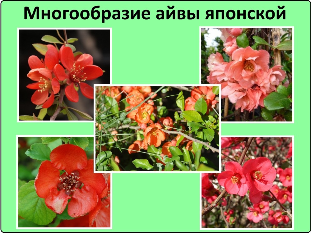 Айва японская фото Айва японская фото