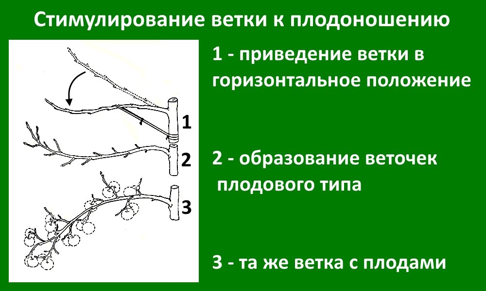 Формирование кроны плодового дерева Формирование кроны плодового дерева