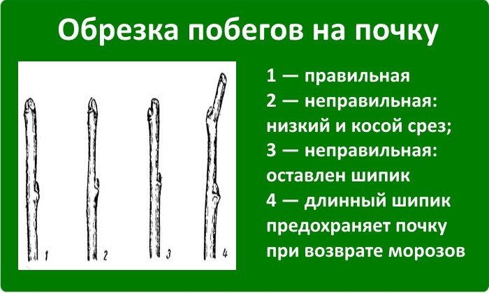 Обрезка на почку Обрезка на почку
