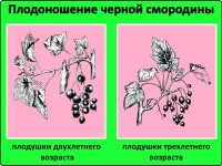 Плодоношение черной смородины