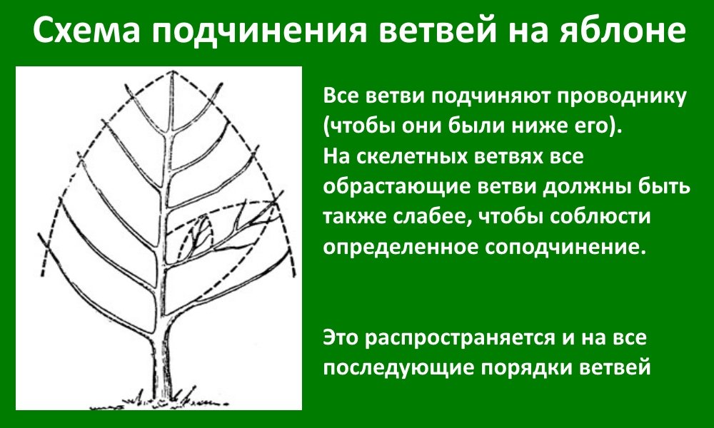 Схема подчинения ветвей Схема подчинения ветвей