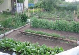 Сколько надо овощей на одну семью