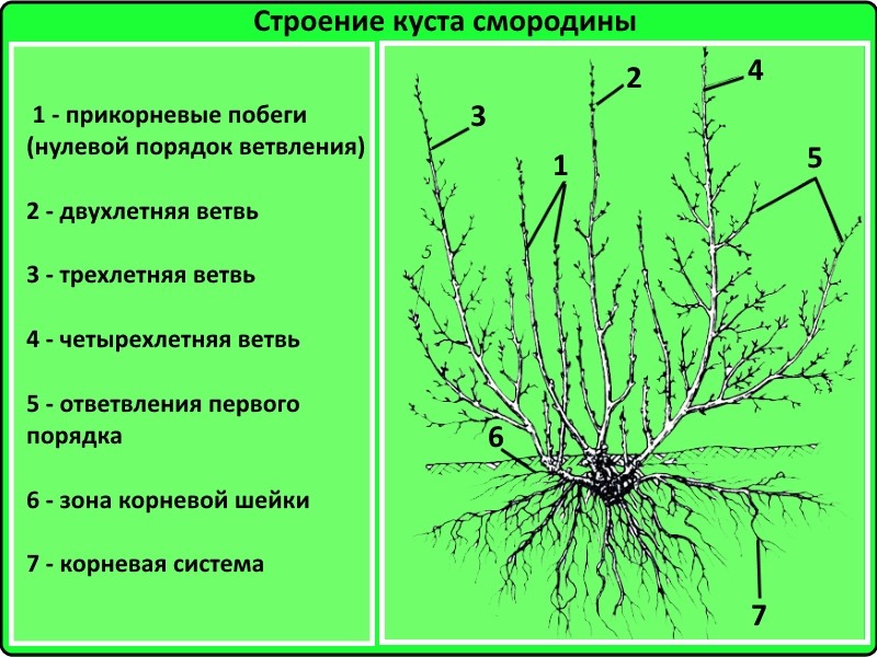 Строение куста смородины Строение куста смородины