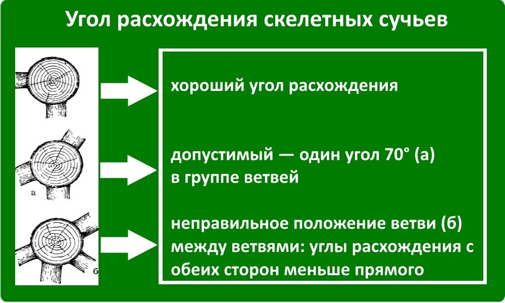 Угол расхождения скелетных сучьев Угол расхождения скелетных сучьев