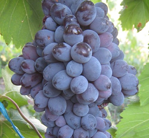 Сорт винограда Богун Сорт винограда Богун