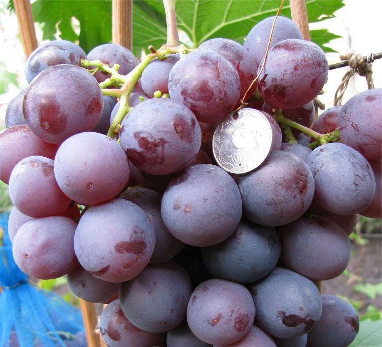 Сорт винограда Фавор Сорт винограда Фавор