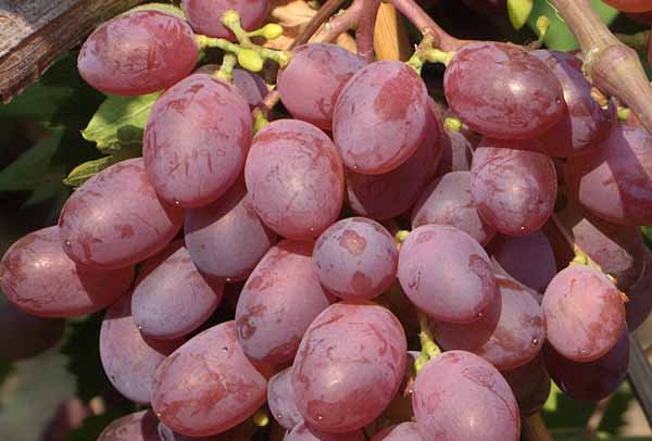 Сорт винограда Виктория Сорт винограда Виктория