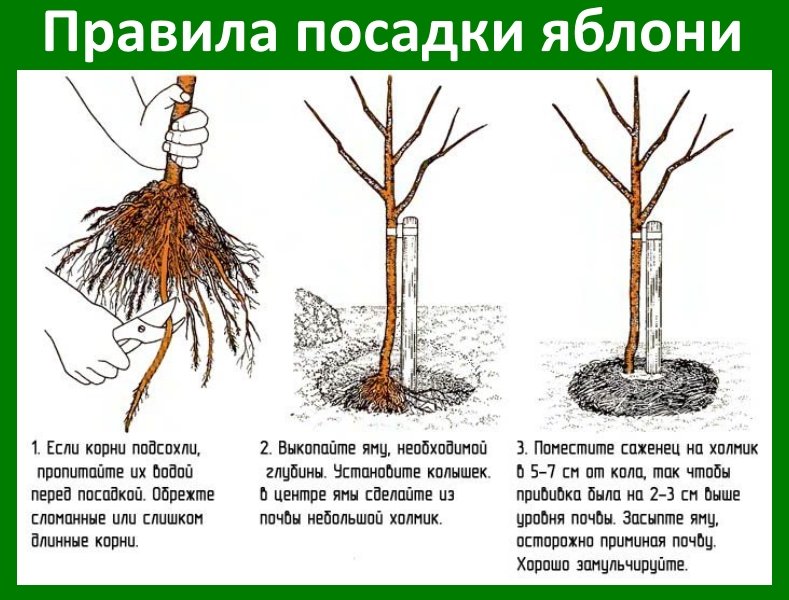 Как посадить яблоню Как посадить яблоню фото