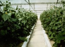 Выращивание рассады огурцов в ящиках