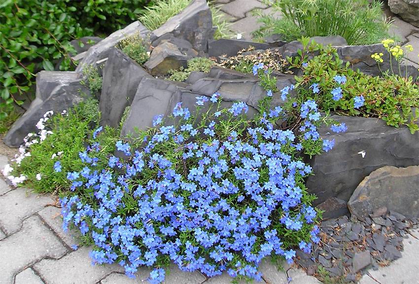 Болезни литодоры