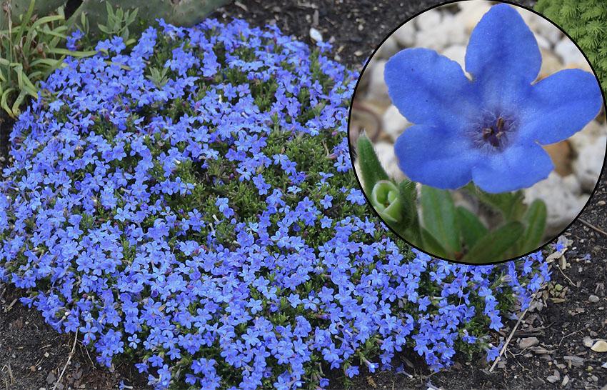 Литоспермум