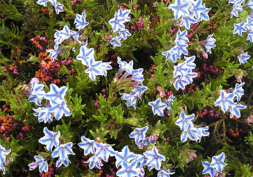 Размножение белого литоспермума