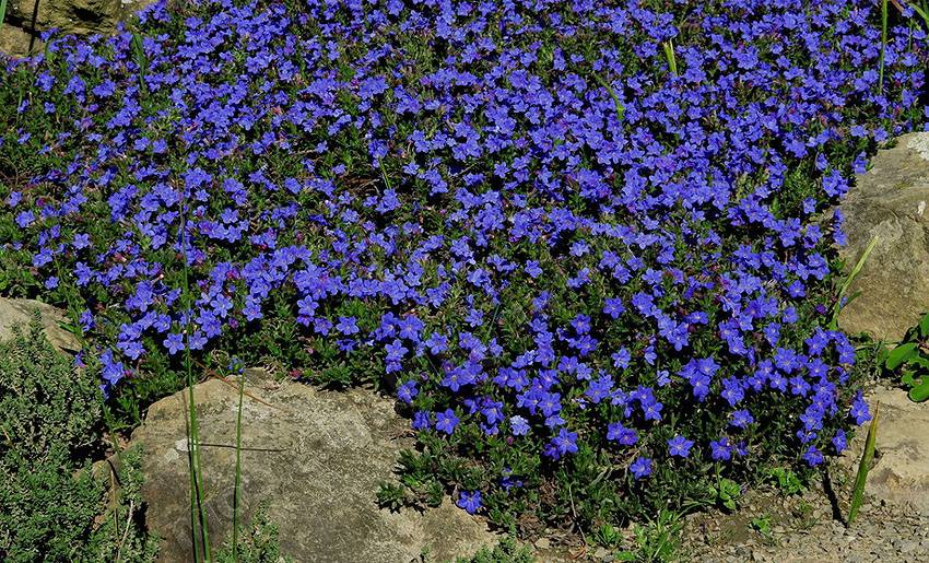 Фиолетовый литоспермум