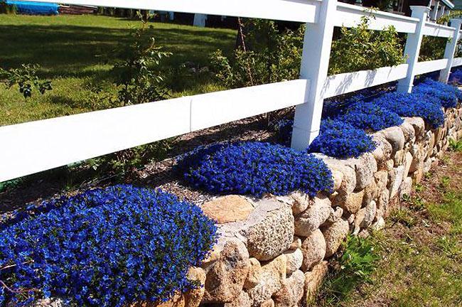 Декоративный литоспермум в садовом дизайне