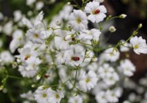 Гипсофиал Ясколковидная