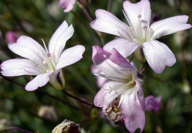 Гипсофила ползучая (Gypsophila repens)