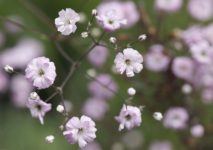 Гипсофила Тихоокеанская