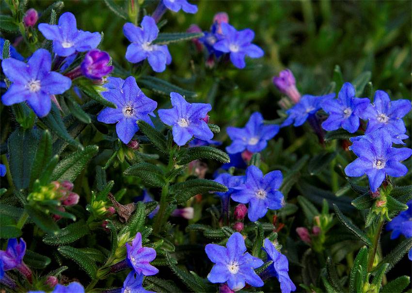 Цветки и листья литодоры