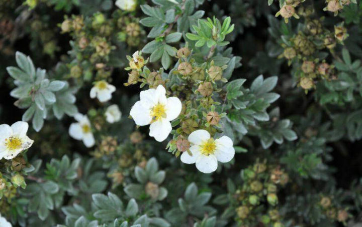 Гилфорд Крим